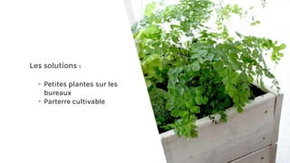 Les solutions :
▸Petites plantes sur les
bureaux
▸Parterre cultivable
 