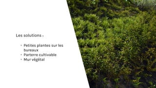 Les solutions :
▸Petites plantes sur les
bureaux
▸Parterre cultivable
▸Mur végétal
 