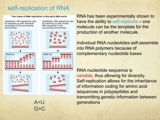 self-replication of RNA
RNA has been experimentally shown to
have the ability to self-replicate – one
molecule can be the template for the
production of another molecule.
Individual RNA nucleotides self-assemble
into RNA polymers because of
complementary nucleotide bases
A=U
G=C
RNA nucleotide sequence is
variable, thus allowing for diversity.
Self-replication allows for the inheritance
of information coding for amino acid
sequences in polypeptides and
transmitting genetic information between
generations
 