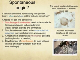 Spontaneous
origin?
If cells can only come from existing cells (the cell
theory) when and where did the first cells come from?
The oldest undisputed bacteria
fossil dates back 1.9 billion
years ago
Gunflint microfossil
Eosphaera 20 microns
across.
A recipe for cell-like structures:
1. Simple organic molecules need to be available
(amino acids need to be made from
water, carbon dioxide and ammonia)
2. Simple molecules need to be assembled into
polymers (polypeptides from amino acids)
3. A mechanism that makes inheritance possible
(self-replication is needed)
4. Development of membranes (to form with an
internal chemistry different than their
surroundings)
 
