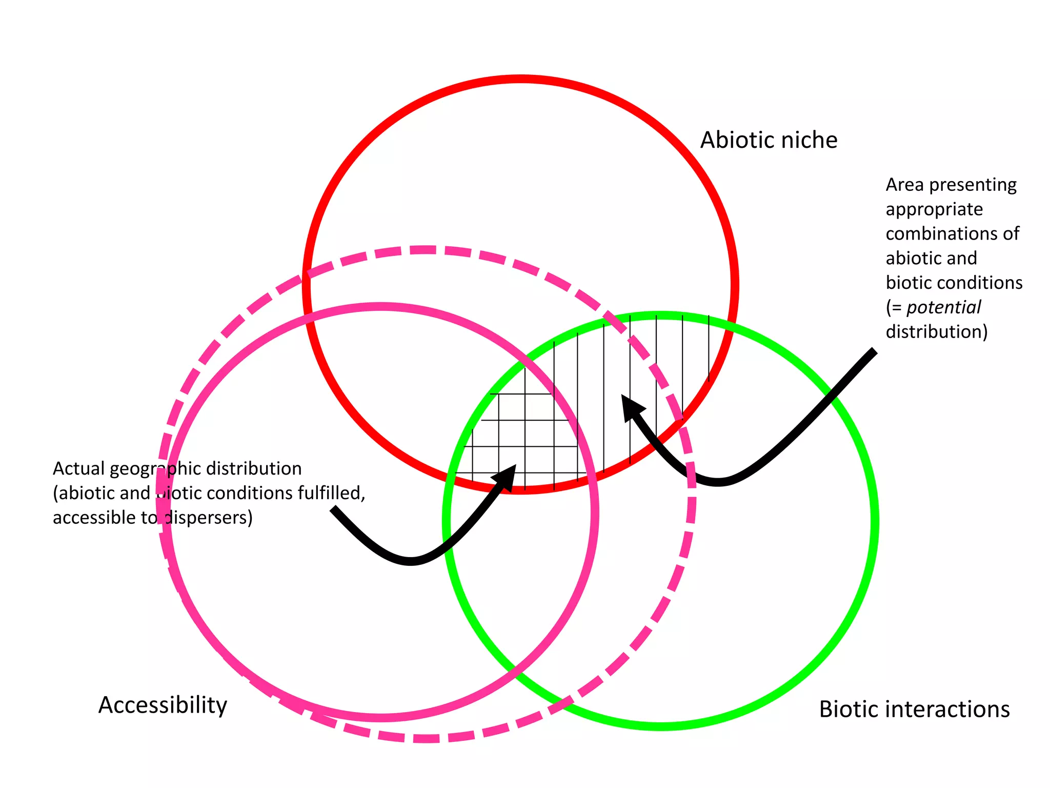 Abiotic niche
Biotic interactionsAccessibility
Area presenting
appropriate
combinations of
abiotic and
biotic conditions
(= potential
distribution)
Actual geographic distribution
(abiotic and biotic conditions fulfilled,
accessible to dispersers)
 