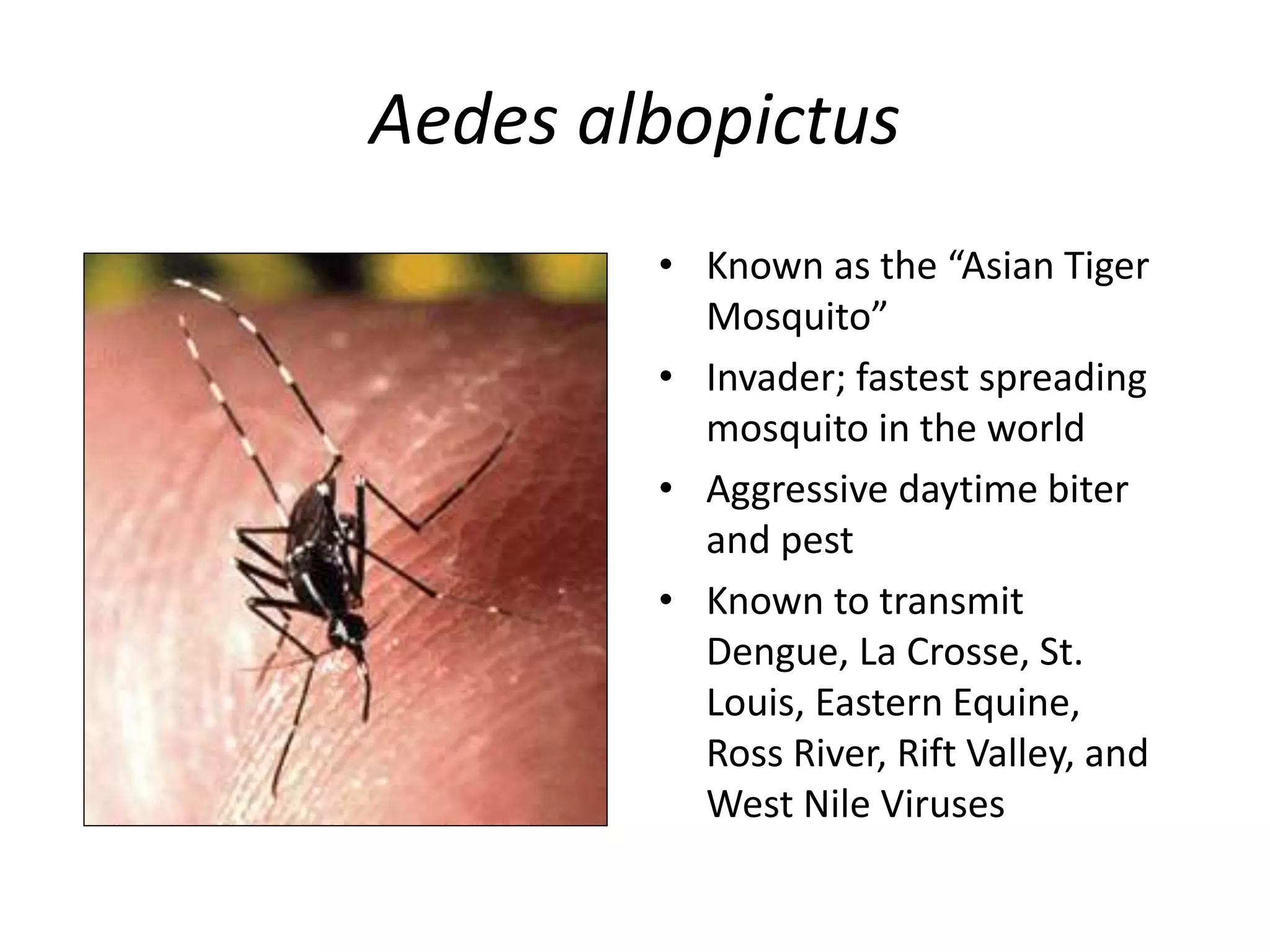 Aedes albopictus
• Known as the “Asian Tiger
Mosquito”
• Invader; fastest spreading
mosquito in the world
• Aggressive daytime biter
and pest
• Known to transmit
Dengue, La Crosse, St.
Louis, Eastern Equine,
Ross River, Rift Valley, and
West Nile Viruses
 
