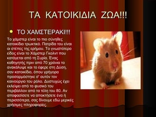ΤΑ ΚΑΤΟΙΚΙΔΙΑ ΖΩΑ!!!
    ΤΟ ΧΑΜΣΤΕΡΑΚΙ!!!
Το χάμστερ είναι το πιο σύνηθες
κατοικίδιο τρωκτικό. Πατρίδα του είναι
οι στέπες της ερήμου. Το γνωστότερο
είδος είναι το Χάμστερ Γκολντ που
κατάγεται από τη Συρία. Ένας
καθηγητής πριν από 70 χρόνια το
ανακάλυψε και το έφερε στη Δύση,
σαν κατοικίδιο, όπου γρήγορα
προσαρμόστηκε σ' αυτόν τον
καινούργιο του ρόλο. Δυστυχώς έχει
εκλείψει από το φυσικό του
περιβάλλον από τα τέλη του 80. Αν
αποφασίσετε να αποκτήσετε ένα ή
περισσότερα, σας δίνουμε εδώ μερικές
χρήσιμες πληροφορίες.
 
