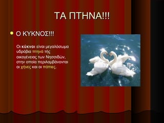 ΤΑ ΠΤΗΝΑ!!!
 Ο ΚΥΚΝΟΣ!!!

 Οι κύκνοι είναι μεγαλόσωμα
 υδρόβια πτηνά τής
 οικογένειας των Νησσιδών,
 στην οποία περιλαμβάνονται
 οι χήνες και οι πάπιες.
 