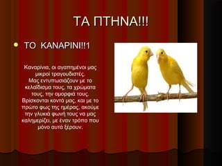 ΤΑ ΠΤΗΝΑ!!!
   ΤΟ ΚΑΝΑΡΙΝΙ!!1

     Καναρίνια, οι αγαπημένοι μας
          μικροί τραγουδιστές.
       Μας εντυπωσιάζουν με το
     κελαΐδισμα τους, τα χρώματα
        τους, την ομορφιά τους.
    Βρίσκονται κοντά μας, και με το
    πρώτο φως της ημέρας, ακούμε
     την γλυκιά φωνή τους να μας
    καλημερίζει, με έναν τρόπο που
           μόνο αυτά ξέρουν.
 