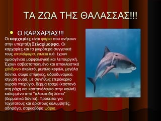 ΤΑ ΖΩΑ ΤΗΣ ΘΑΛΑΣΣΑΣ!!!
     Ο ΚΑΡΧΑΡΙΑΣ!!!
Οι καρχαρίες είναι ψάρια που ανήκουν
στην υπέρταξη Σελαχίμορφα. Οι
καρχαρίες και τα μικρότερα συγγενικά
τους σκυλόψαρα, γαλέοι κ.ά. έχουν
ομοιογένεια μορφολογική και λειτουργική.
Έχουν ασβεστοποιημένο και αποκλειστικά
χόνδρινο σκελετό, μεγάλο κεφάλι, μεγάλα
δόντια, σώμα επίμηκες, υδροδυναμικό,
ισχυρή ουρά, με συνήθως ετερόκερκο
ουραίο πτερύγιο, δέρμα τραχύ (καστανό
στη ράχη και καστανόλευκο στην κοιλιά)
καλυμμένο από "πλακοειδή λέπια"
(δερματικά δόντια). Πρόκειται για
ταχύτατους και άριστους κολυμβητές,
αδηφάγα, σαρκοβόρα ψάρια.
 