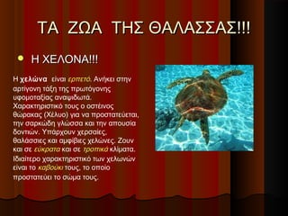 ΤΑ ΖΩΑ ΤΗΣ ΘΑΛΑΣΣΑΣ!!!
    Η ΧΕΛΟΝΑ!!!
Η χελώνα είναι ερπετό. Ανήκει στην
αρτίγονη τάξη της πρωτόγονης
υφομοταξίας αναψιδωτά.
Χαρακτηριστικό τους ο οστέινος
θώρακας (Χέλυο) για να προστατεύεται,
την σαρκώδη γλώσσα και την απουσία
δοντιών. Υπάρχουν χερσαίες,
θαλάσσιες και αμφίβιες χελώνες. Ζουν
και σε εύκρατα και σε τροπικά κλίματα.
Ιδιαίτερο χαρακτηριστικό των χελωνών
είναι το καβούκι τους, το οποίο
προστατεύει το σώμα τους.
 