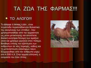 ΤΑ ΖΩΑ ΤΗΣ ΦΑΡΜΑΣ!!!
       ΤΟ ΑΛΟΓΟ!!!
Το άλογο ή ίππος ή άτι , είναι
τετράποδο περισσοδάκτυλο θηλαστικό
της οικογένειας των ιππιδών , που
χρησιμοποιήθηκε από την αρχαιότητα
ως μέσο μετακίνησης και αποτέλεσε
βασική κινητήρια δύναμη των αμαξών
αλλά και χρήσιμο εργαλείο στον πόλεμο.
Βοήθησε επίσης την εξάπλωση των
ανθρώπων σε νέες περιοχές, καθώς και
τη μετανάστευση ολόκληρων λαών.
Εξημερώθηκε από τον άνθρωπο γύρω
στο 4.500 π.Χ. Στην αρχαία ελληνική, η
ονομασία του ήταν ίππος.
 