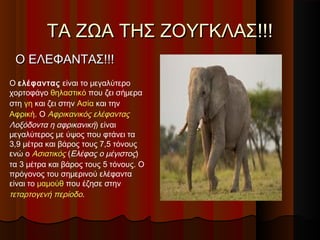 ΤΑ ΖΩΑ ΤΗΣ ΖΟΥΓΚΛΑΣ!!!
 Ο ΕΛΕΦΑΝΤΑΣ!!!
Ο ελέφαντας είναι το μεγαλύτερο
χορτοφάγο θηλαστικό που ζει σήμερα
στη γη και ζει στην Ασία και την
Αφρική. Ο Αφρικανικός ελέφαντας
Λοξόδοντα η αφρικανική) είναι
μεγαλύτερος με ύψος που φτάνει τα
3,9 μέτρα και βάρος τους 7,5 τόνους
ενώ ο Ασιατικός (Ελέφας ο μέγιστος)
τα 3 μέτρα και βάρος τους 5 τόνους. Ο
πρόγονος του σημερινού ελέφαντα
είναι το μαμούθ που έζησε στην
τεταρτογενή περίοδο.
 
