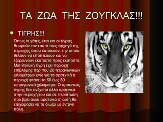 ΤΑ ΖΩΑ ΤΗΣ ΖΟΥΓΚΛΑΣ!!!
   ΤΙΓΡΗΣ!!!
Όπως οι γάτες, έτσι και οι τίγρεις
θεωρούν τον εαυτό τους αρχηγό της
περιοχής όπου κατοικούν, την οποία
θέλουν να εποπτεύουν και να
εξερευνούν εκατοστό προς εκατοστό.
Μια θηλυκή τίγρη έχει περιοχή
επίβλεψης περίπου 20 τετραγωνικών
χιλιομέτρων ενώ για τα αρσενικά η
περιοχή φτάνει τα 60 έως 80
τετραγωνικά χιλιόμετρα. Ο αρσενικός
τίγρης δεν ανέχεται άλλα αρσενικά
στην περιοχή του και σε περίπτωση
που βρει άλλα αρσενικά σ' αυτή θα
επιχειρήσει να τα διώξει με έντονη
πάλη.
 
