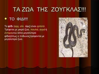 ΤΑ ΖΩΑ ΤΗΣ ΖΟΥΓΚΛΑΣ!!!
   ΤΟ ΦΙΔΙ!!!
Το φίδι (αρχ. ελλ. ὄφις) είναι ερπετό.
Τρέφεται με μικρά ζώα, πουλιά, αυγά ή
έντομα,ενώ άλλα μεγαλύτερα
φίδια(όπως ο πύθωνας)τρέφονται με
μεγαλύτερα ζώα.
 