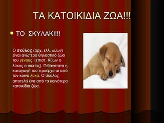 ΤΑ ΚΑΤΟΙΚΙΔΙΑ ΖΩΑ!!!
 ΤΟ    ΣΚΥΛΑΚΙ!!!

O σκύλος (αρχ. ελλ. κύων)
είναι ανώτερο θηλαστικό ζώο
του γένους (επιστ. Κύων ο
λύκος ο οικείος). Πιθανότατα η
καταγωγή του προέρχεται από
τον κοινό λύκο. Ο σκύλος
αποτελεί ένα από τα κοινότερα
κατοικίδια ζώα.
 