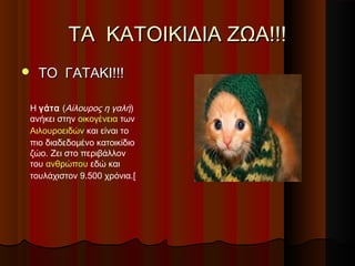 ΤΑ ΚΑΤΟΙΚΙΔΙΑ ΖΩΑ!!!
   ΤΟ ΓΑΤΑΚΙ!!!

Η γάτα (Αίλουρος η γαλή)
ανήκει στην οικογένεια των
Αιλουροειδών και είναι το
πιο διαδεδομένο κατοικίδιο
ζώο. Ζει στο περιβάλλον
του ανθρώπου εδώ και
τουλάχιστον 9.500 χρόνια.[
 