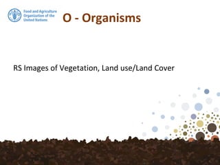O - Organisms
RS Images of Vegetation, Land use/Land Cover
 