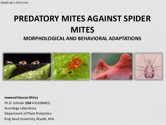 Predatory and Spider mite interaction
