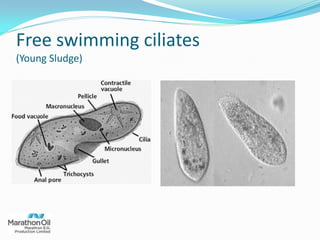 Free swimming ciliates
(Young Sludge)
 