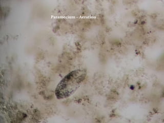 Paramecium – Aeration
 