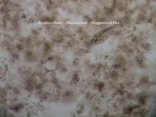 Aeration Basin – Paramecium – Fragmented Floc
 