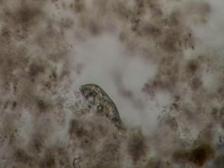 MEGPL-PWTP Plant