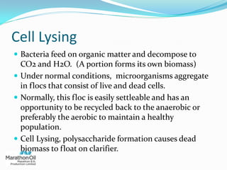Cell Lysing
 Bacteria feed on organic matter and decompose to
CO2 and H2O. (A portion forms its own biomass)
 Under normal conditions, microorganisms aggregate
in flocs that consist of live and dead cells.
 Normally, this floc is easily settleable and has an
opportunity to be recycled back to the anaerobic or
preferably the aerobic to maintain a healthy
population.
 Cell Lysing, polysaccharide formation causes dead
biomass to float on clarifier.
 