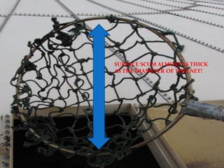 SURFACE SCUM ALMOST AS THICK
AS THE DIAMETER OF THIS NET!
 