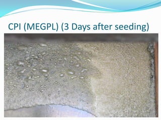 CPI (MEGPL) (3 Days after seeding)
 