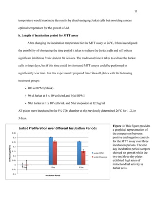 !11
temperature would maximize the results by disadvantaging Jurkat cells but providing a more
optimal temperature for the growth of Bd.
b. Length of incubation period for MTT assay
After changing the incubation temperature for the MTT assay to 26°C, I then investigated
the possibility of shortening the time period it takes to culture the Jurkat cells and still obtain
significant inhibition from virulent Bd isolates. The traditional time it takes to culture the Jurkat
cells is three days, but if this time could be shortened MTT assays could be performed in
significantly less time. For this experiment I prepared three 96-well plates with the following
treatment groups:
• 100 ul RPMI (blank)
• 50 ul Jurkat at 1 x 106 cells/mLand 50ul RPMI
• 50ul Jurkat at 1 x 106 cells/mL and 50ul etoposide at 12.5ug/ml
All plates were incubated in the 5% CO2 chamber at the previously determined 26°C for 1, 2, or
3 days.
!
!0.1%
!0.05%
0%
0.05%
0.1%
0.15%
0.2%
0.25%
0.3%
0.35%
1%Day% 2%Day% 3%Day%
Od#Reading#(570nm)#
Incuba4on#Period#
Jurkat#Prolifera4on#over#diﬀerent#Incuba4on#Periods#
Jurkat+RPMI%
Jurkat+Etoposide%
Figure 4: This figure provides
a graphical representation of
the comparison between
positive and negative controls
for the MTT assay over three
incubation periods. The one
day incubation period samples
showed no growth while the
two and three day plates
exhibited high rates of
mitochondrial activity in
Jurkat cells.
 