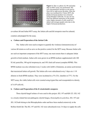 !5
co-culture Bd and Jurkat MTT assay, the Jurkat cells and Bd zoospores must be cultured,
counted, and prepped for the assay.
a. Culture and Preparation of the Jurkat Cells
The Jurkat cells were used as targets to quantify the virulence (immunotoxicity) of
various Bd strains as well as serve as the positive control for the MTT assay. Because Jurkat cells
are such an important component of the MTT assay, one must ensure there is adequate Jurkat
growth in fresh medium. Jurkat cells were grown in an RPMI medium supplemented with 100
IU/mL penicillin, 100 ug/ml streptomycin, and 10% fetal calf serum (complete RPMI). This
RPMI medium was also refreshed every 2 weeks with 2mM L-Glutamine, an amino acid mixture
that maximized Jurkat cell growth. The Jurkat cells were subcultured every 3 days at a 1:10
dilution in fresh RPMI medium. They were incubated in a 5% CO2 chamber at 37°C. For the
MTT assay, the viable Jurkat cells were counted using trypan blue and resuspended at a density
of 1x106 cells/mL.
b. Culture and Preparation of the B. dendrobatitis zoospores
Three chytrid fungal isolates of were used in this project: JEL 197 and KR-323. JEL 142
is a closely related but non-pathogenic chytrid fungus, Homolaphlyctis polyrhiza. JEL 197 and
JEL 142 both belong to the Rhizophydiales order and have been studied extensively in the
Rollins-Smith lab. The JEL 197 and JEL 142 were subcultured every 3-4 days to supply the cells
Figure 1: This is a photo of a 96-well plate
after an MTT assay was performed. The
cell concentrations increase as one moves
from left to right across the plate. After the
plate was incubated for 2 hours MTT, the
purple formazan product was extracted
using Dimethyl sulfoxide. As one can see
from the different intensities of the purple
color, higher amounts of cells result in a
darker and stronger purple color due to the
higher formazan production.
 