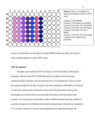 !8
!
activity, each Bd isolate was also plated in complete RPMI without any Jurkat cells. Figure 1
shows a plating diagram of a typical MTT assays.
MTT Development
The plates were incubated at 26°C for 3 days in a 5% CO2 incubator. Following the
incubation, 100 ul of sterile MTT in PBS (500 ug/ml) was added to each well using a
multichannel pipet. The plates were then returned to the 37°C incubator for 2.5 hours to allow
the samples enough time develop. The plates were then centrifuged at 3000 RPM for 30 minutes
to collect the remaining cells at the bottom of each well. The supernatant remaining after
centrifuging was removed with one inverted shake of the plate into the hazardous waste
container. The contents were resuspended in 100ul of DMSO (dimethyl sulfoxide) carefully to
avoid the introduction of air bubbles which could invalidate the data. The plate was incubated at
37°C for about 10minutes or until the crystals appeared to have been disassociated. The
Figure 1: This is an example of a
typical plate diagram used in an MTT
assay.
!
Column 2: 100 ul RPMI
Column 3: 50 ul Jurkat, 50 ul RPMI
Column 4: 50 ul JEL 142, 50ul RPMI
Column 5: 50 ul JEL 142 50ul Jurkat
Column 6: 50 ul JEL 197, 50 ul
RPMI
Column 7: 50 ul JEL 197, 50 ul Jurkat
Column 8: 50 ul Jurkat, 50 ul
etoposide
!
 