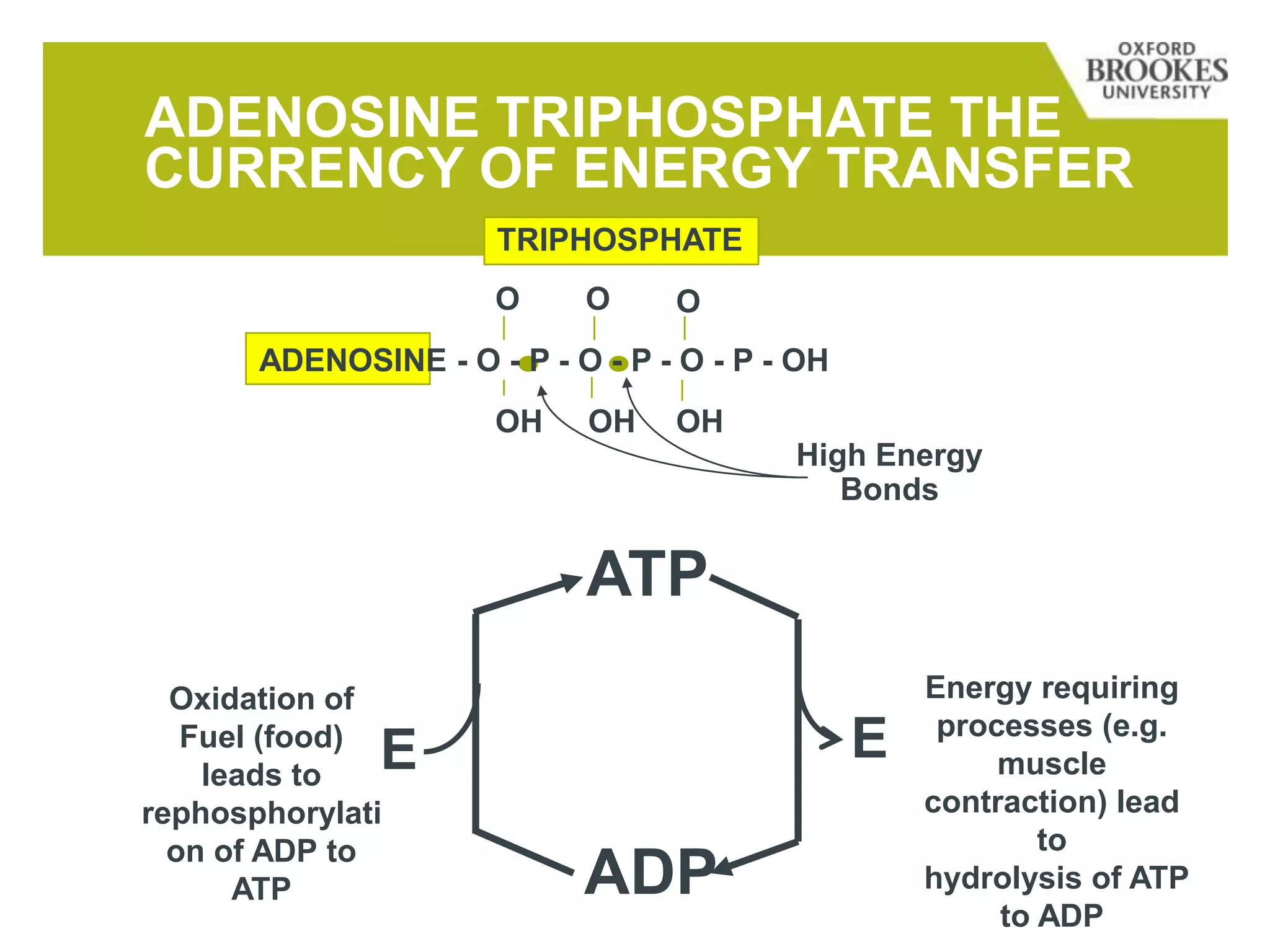 ADENOSINE TRIPHOSPHATE THE
CURRENCY OF ENERGY TRANSFER
ADENOSINE - O - P - O - P - O - P - OH
O O O
OH OH OH
High Energy
Bonds
TRIPHOSPHATE
ATP
ADP
Energy requiring
processes (e.g.
muscle
contraction) lead
to
hydrolysis of ATP
to ADP
Oxidation of
Fuel (food)
leads to
rephosphorylati
on of ADP to
ATP
E E
 
