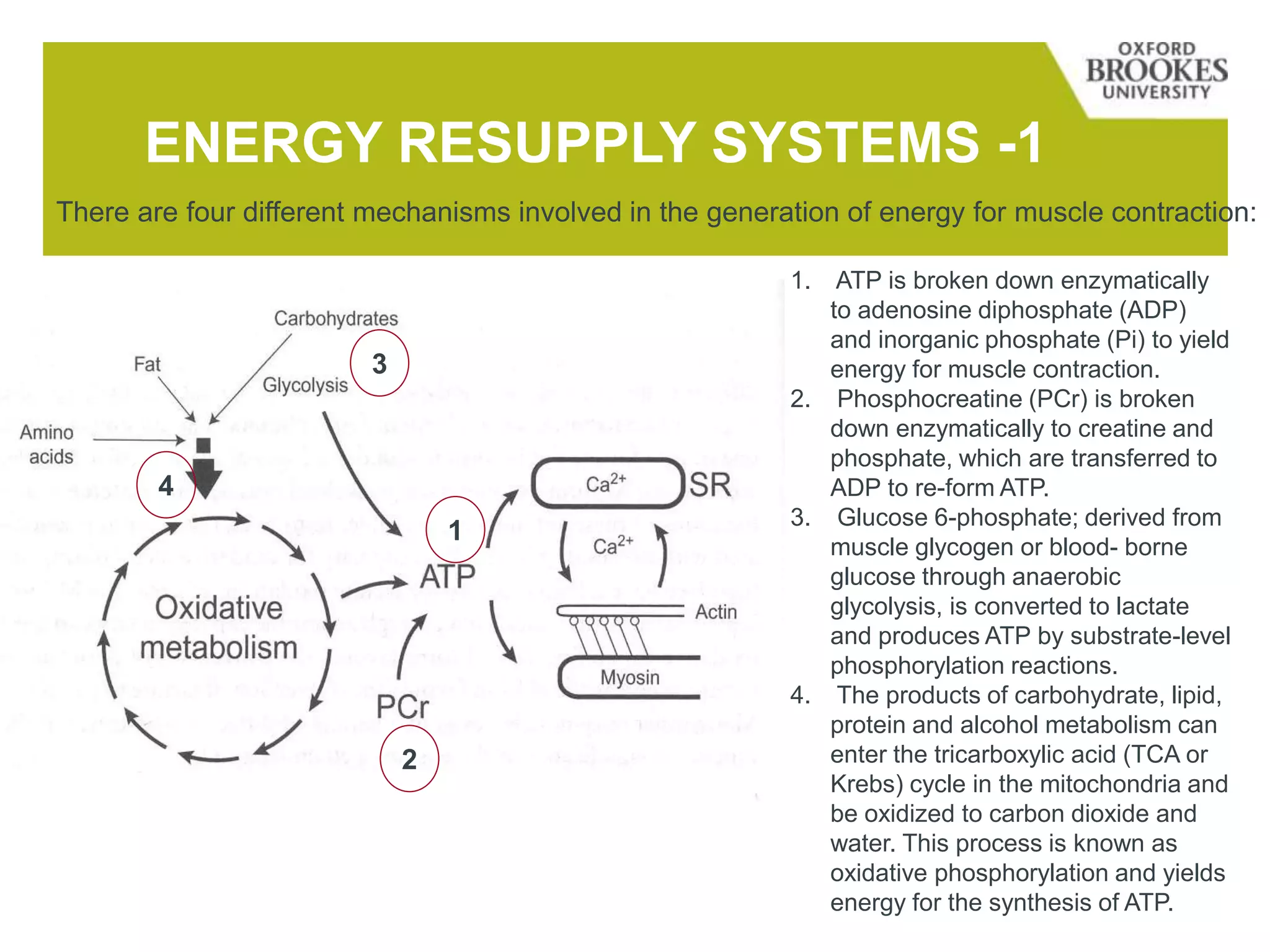 ENERGY RESUPPLY SYSTEMS -1
1. ATP is broken down enzymatically
to adenosine diphosphate (ADP)
and inorganic phosphate (Pi) to yield
energy for muscle contraction.
2. Phosphocreatine (PCr) is broken
down enzymatically to creatine and
phosphate, which are transferred to
ADP to re-form ATP.
3. Glucose 6-phosphate; derived from
muscle glycogen or blood- borne
glucose through anaerobic
glycolysis, is converted to lactate
and produces ATP by substrate-level
phosphorylation reactions.
4. The products of carbohydrate, lipid,
protein and alcohol metabolism can
enter the tricarboxylic acid (TCA or
Krebs) cycle in the mitochondria and
be oxidized to carbon dioxide and
water. This process is known as
oxidative phosphorylation and yields
energy for the synthesis of ATP.
There are four different mechanisms involved in the generation of energy for muscle contraction:
1
3
4
2
 