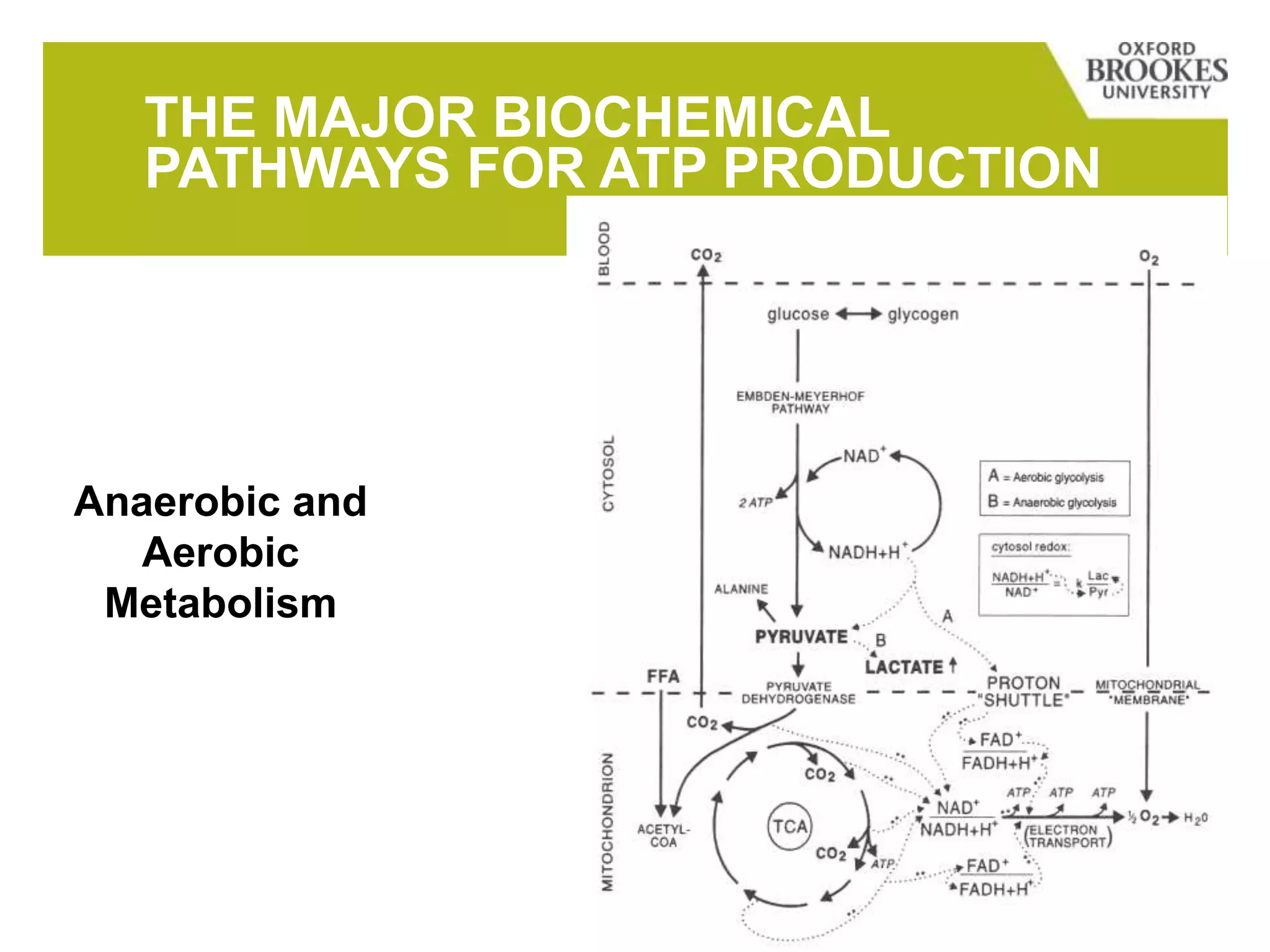 THE MAJOR BIOCHEMICAL
PATHWAYS FOR ATP PRODUCTION
Anaerobic and
Aerobic
Metabolism
 