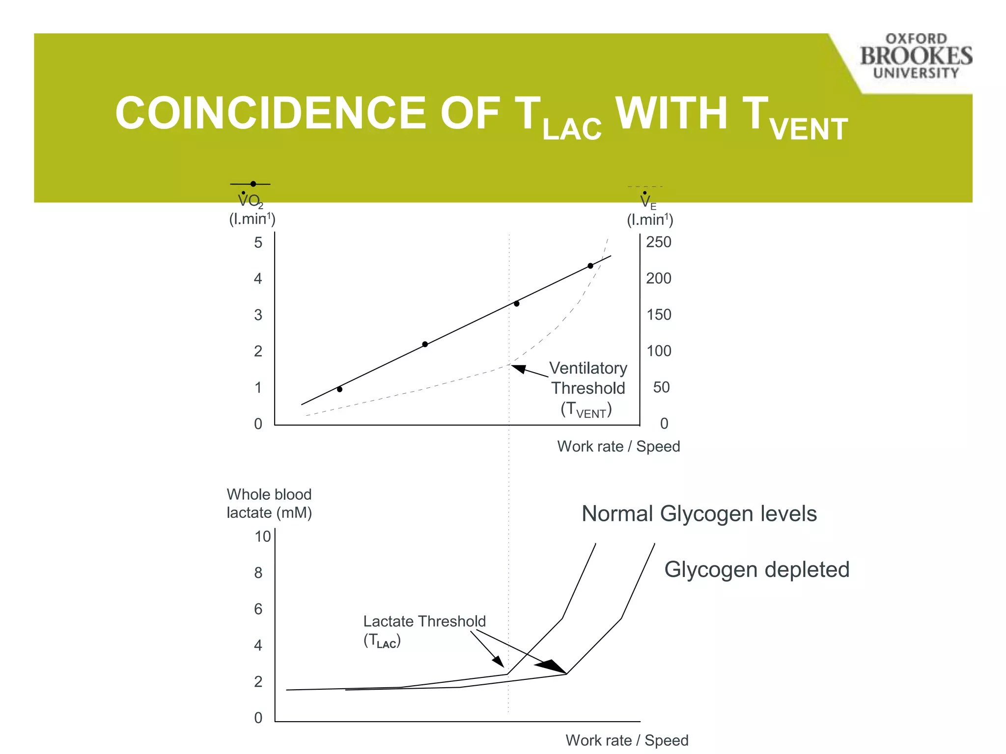 COINCIDENCE OF TLAC WITH TVENT
Whole blood
lactate (mM)
10
8
6
4
2
0
Work rate / Speed
Lactate Threshold
(TLAC)
5
4
3
2
1
0
Work rate / Speed
VO2
(l.min-1
)
250
200
150
100
50
0
VE
(l.min-1
)
Ventilatory
Threshold
(TVENT)
Glycogen depleted
Normal Glycogen levels
 