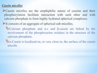 Casein micelles
Casein micelles are the amphiphilic nature of caseins and their
phosphorylation facilitate interaction with each other and with
calcium phosphate to form highly hydrated spherical complexes.
It consists of an aggregate of spherical sub-micelles.
Calcium phosphate and α-s and β-casein are linked by the
involvement of the phosphoserine residues in the structure of the
calcium phosphate.
κ-Casein is localized on, or very close to, the surface of the casein
micelle.
 