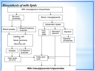 Biosynthesis of milk lipids
 