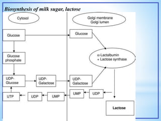 Biosynthesis of milk sugar, lactose
 