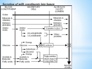 Secretion of milk constituents into lumen
 