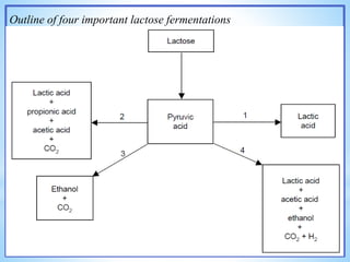 Outline of four important lactose fermentations
 
