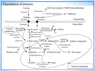 Degradation of proteins
 