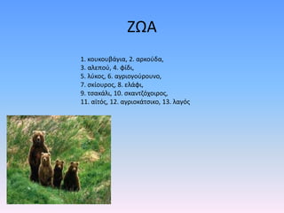 ΖΩΑ
1. κουκουβάγια, 2. αρκούδα,
3. αλεπού, 4. φίδι,
5. λύκος, 6. αγριογούρουνο,
7. σκίουρος, 8. ελάφι,
9. τσακάλι, 10. σκαντζόχοιρος,
11. αϊτός, 12. αγριοκάτσικο, 13. λαγός
 