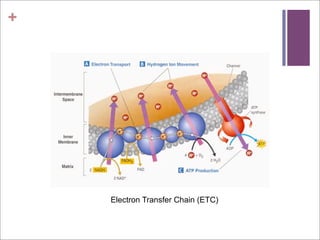 +




    Electron Transfer Chain (ETC)
 