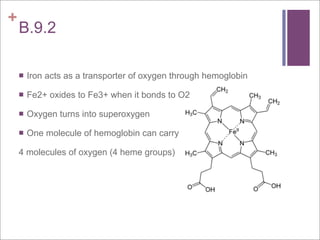 +
    B.9.2

       Iron acts as a transporter of oxygen through hemoglobin

       Fe2+ oxides to Fe3+ when it bonds to O2

       Oxygen turns into superoxygen

       One molecule of hemoglobin can carry

    4 molecules of oxygen (4 heme groups)
 