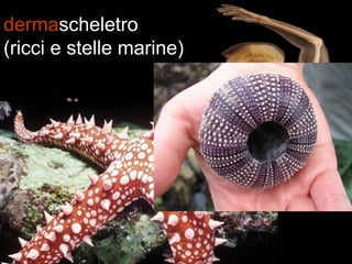 Scheletri Comparati PPT