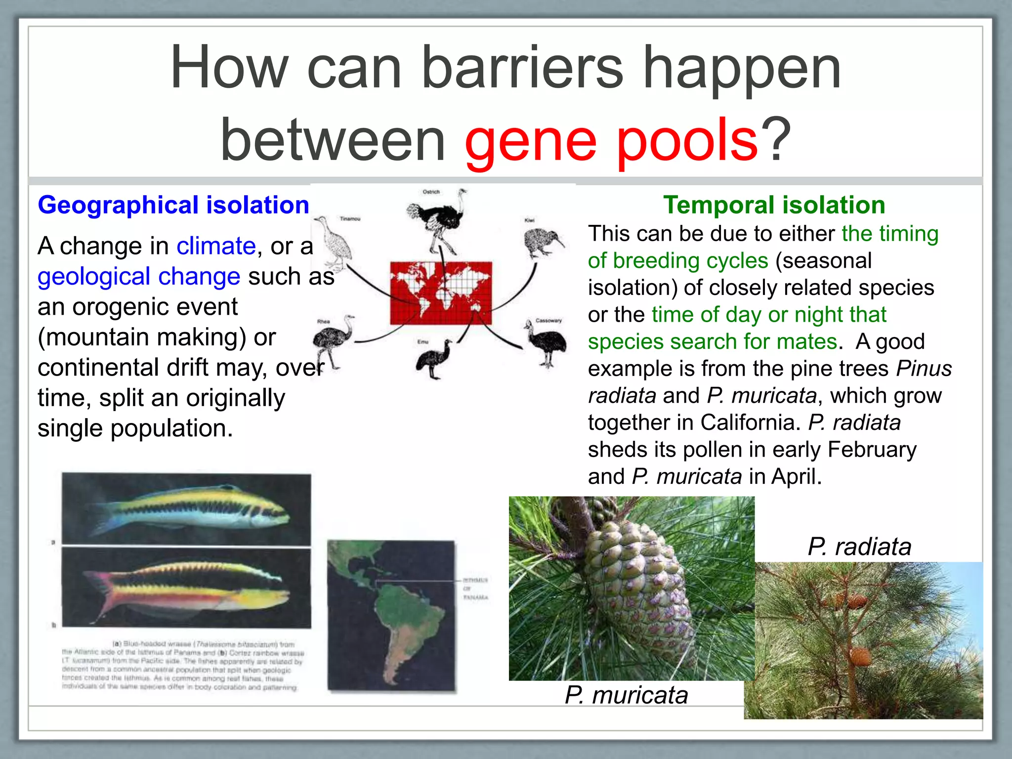 How can barriers happen
between gene pools?
Temporal isolationGeographical isolation
This can be due to either the timing
of breeding cycles (seasonal
isolation) of closely related species
or the time of day or night that
species search for mates. A good
example is from the pine trees Pinus
radiata and P. muricata, which grow
together in California. P. radiata
sheds its pollen in early February
and P. muricata in April.
P. radiata
P. muricata
A change in climate, or a
geological change such as
an orogenic event
(mountain making) or
continental drift may, over
time, split an originally
single population.
 