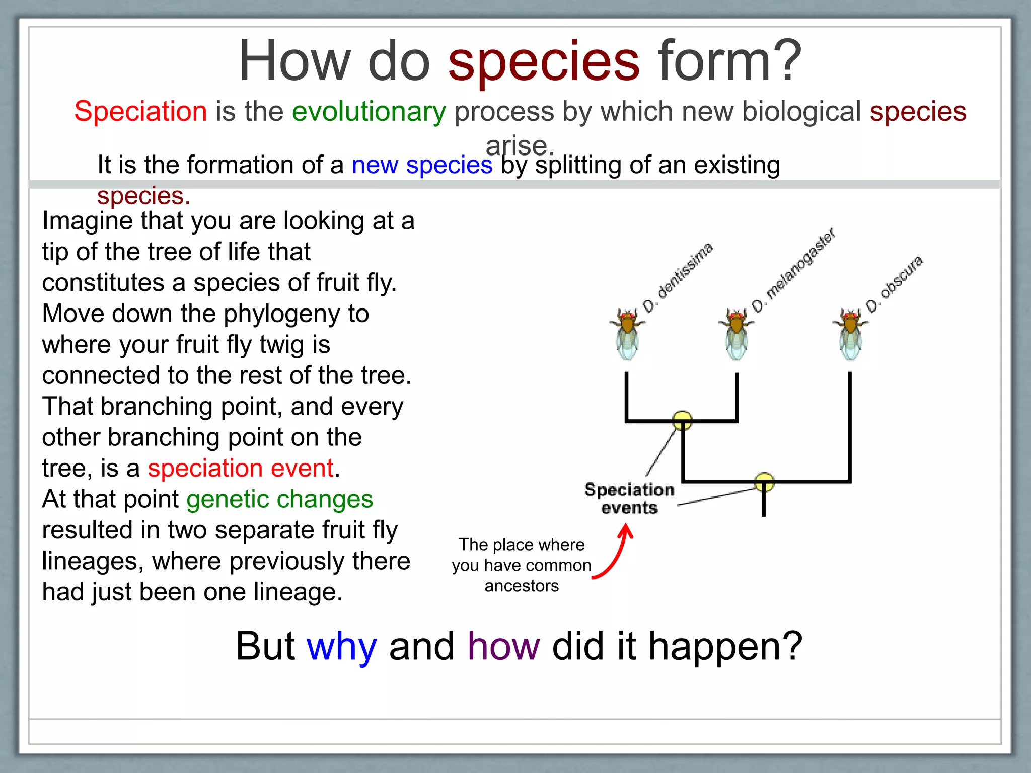 How do species form?
Speciation is the evolutionary process by which new biological species
arise.
Imagine that you are looking at a
tip of the tree of life that
constitutes a species of fruit fly.
Move down the phylogeny to
where your fruit fly twig is
connected to the rest of the tree.
That branching point, and every
other branching point on the
tree, is a speciation event.
At that point genetic changes
resulted in two separate fruit fly
lineages, where previously there
had just been one lineage.
But why and how did it happen?
The place where
you have common
ancestors
It is the formation of a new species by splitting of an existing
species.
 