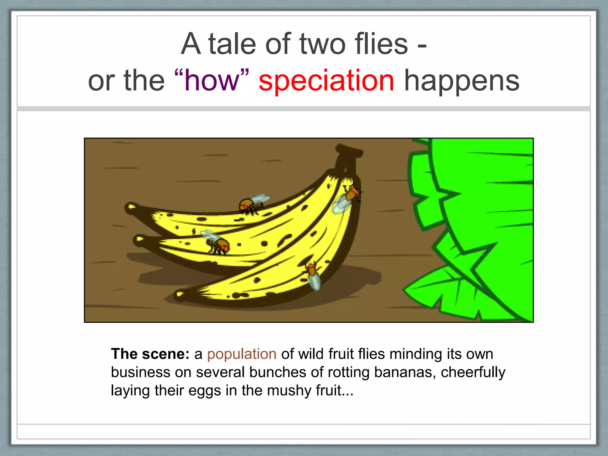 A tale of two flies -
or the ―how‖ speciation happens
The scene: a population of wild fruit flies minding its own
business on several bunches of rotting bananas, cheerfully
laying their eggs in the mushy fruit...
 