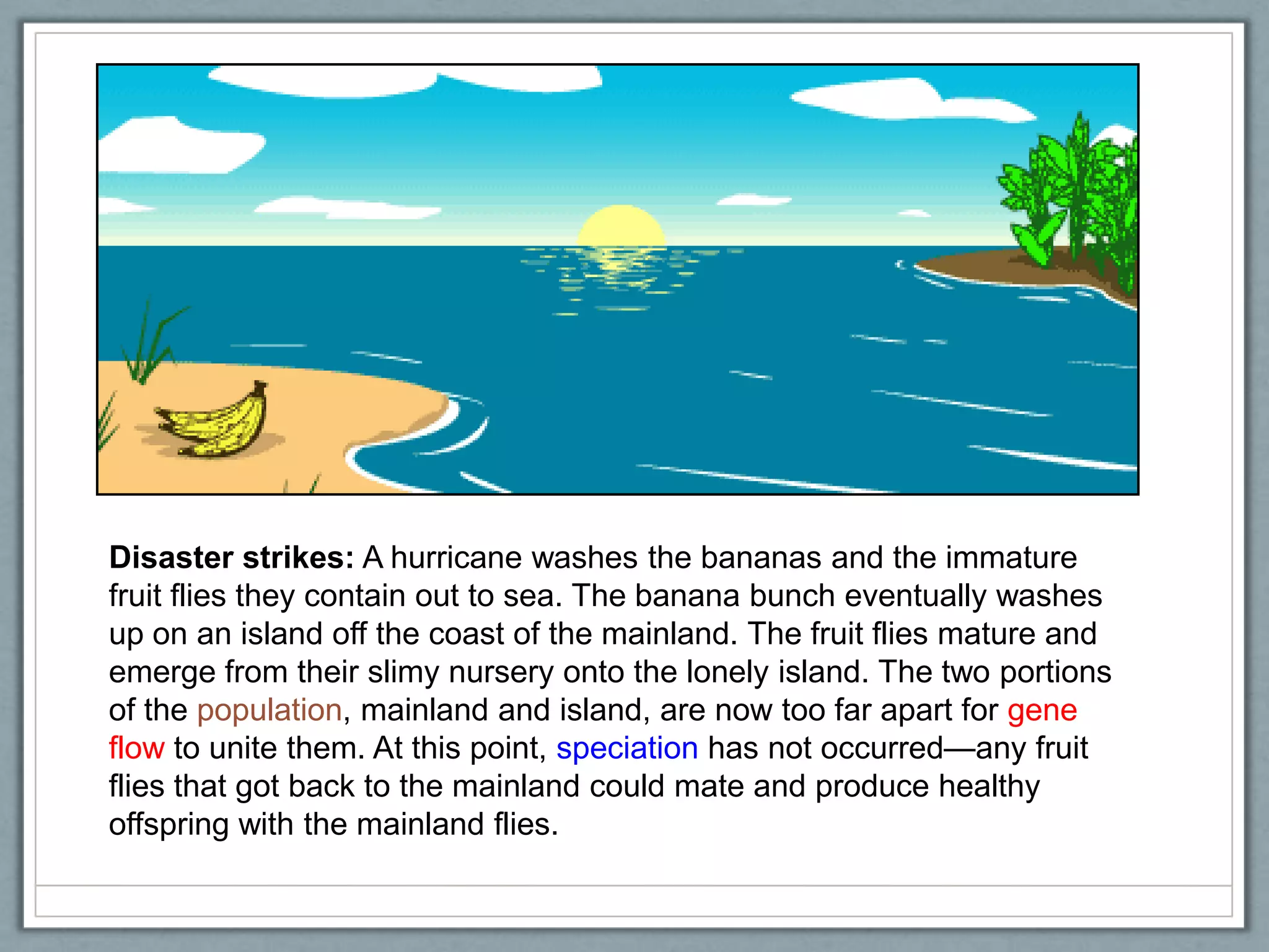 Disaster strikes: A hurricane washes the bananas and the immature
fruit flies they contain out to sea. The banana bunch eventually washes
up on an island off the coast of the mainland. The fruit flies mature and
emerge from their slimy nursery onto the lonely island. The two portions
of the population, mainland and island, are now too far apart for gene
flow to unite them. At this point, speciation has not occurred—any fruit
flies that got back to the mainland could mate and produce healthy
offspring with the mainland flies.
 