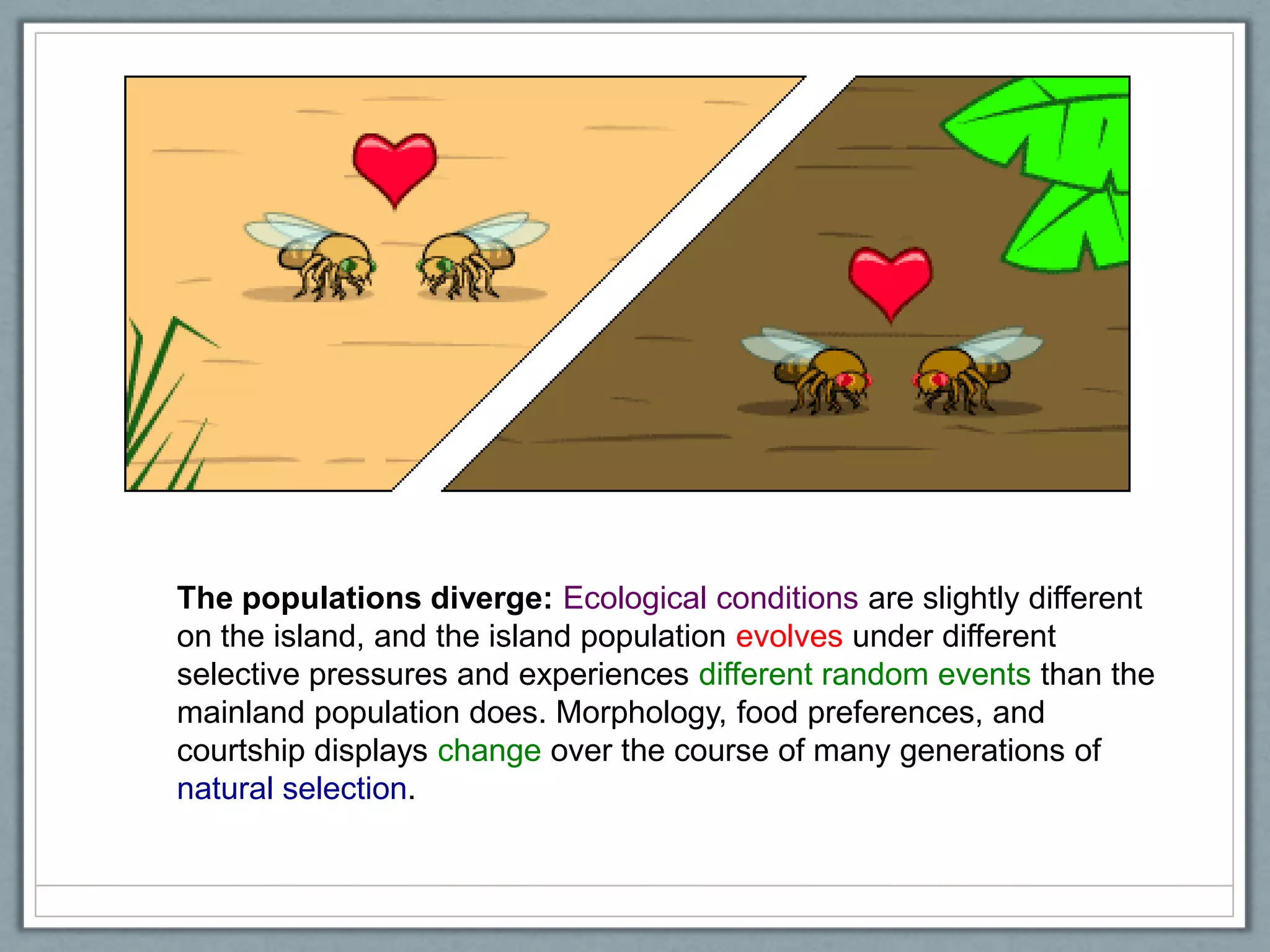 The populations diverge: Ecological conditions are slightly different
on the island, and the island population evolves under different
selective pressures and experiences different random events than the
mainland population does. Morphology, food preferences, and
courtship displays change over the course of many generations of
natural selection.
 