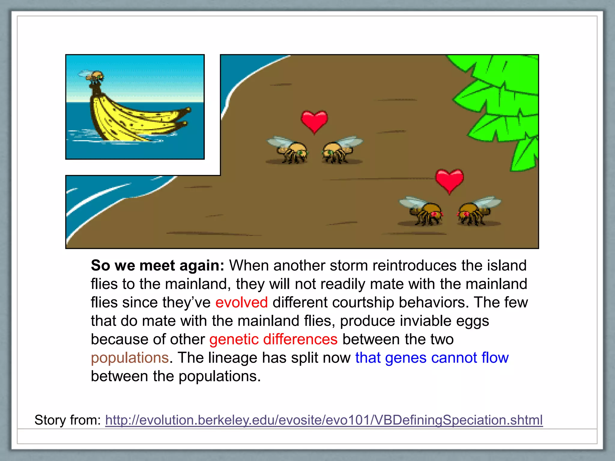 So we meet again: When another storm reintroduces the island
flies to the mainland, they will not readily mate with the mainland
flies since they‘ve evolved different courtship behaviors. The few
that do mate with the mainland flies, produce inviable eggs
because of other genetic differences between the two
populations. The lineage has split now that genes cannot flow
between the populations.
Story from: http://evolution.berkeley.edu/evosite/evo101/VBDefiningSpeciation.shtml
 