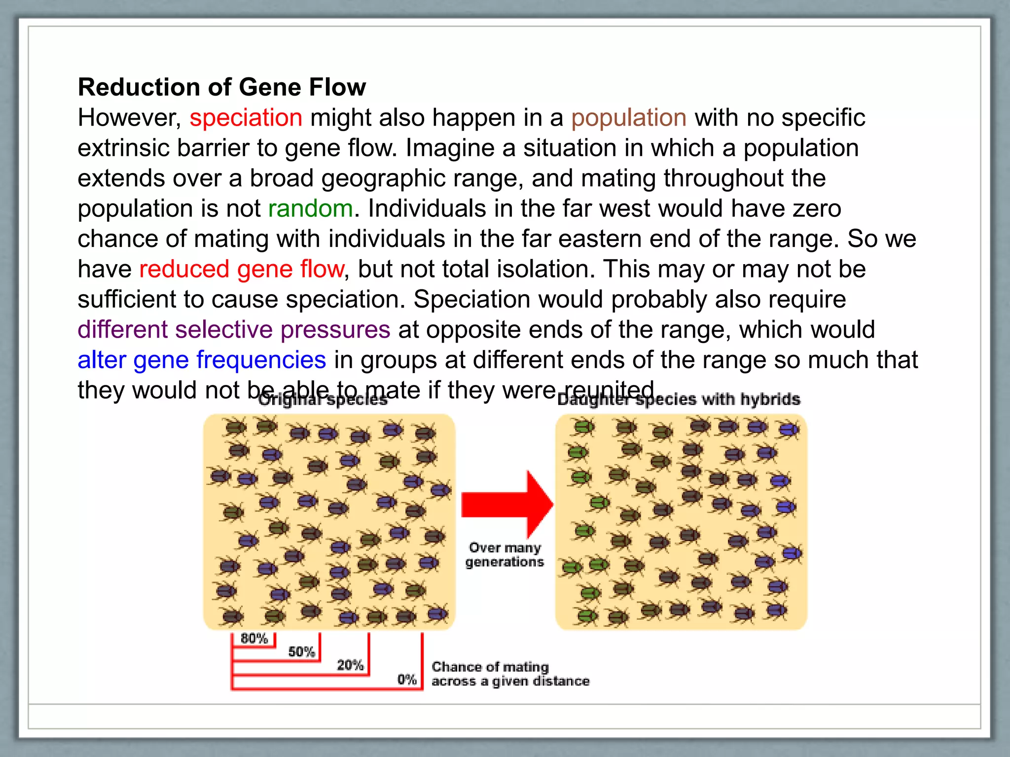 Reduction of Gene Flow
However, speciation might also happen in a population with no specific
extrinsic barrier to gene flow. Imagine a situation in which a population
extends over a broad geographic range, and mating throughout the
population is not random. Individuals in the far west would have zero
chance of mating with individuals in the far eastern end of the range. So we
have reduced gene flow, but not total isolation. This may or may not be
sufficient to cause speciation. Speciation would probably also require
different selective pressures at opposite ends of the range, which would
alter gene frequencies in groups at different ends of the range so much that
they would not be able to mate if they were reunited.
 
